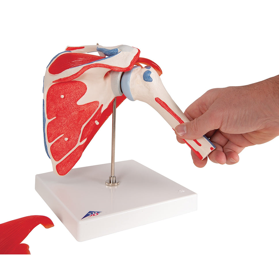 Shoulder Joint Model with Rotator Cuff Muscles (5 part)