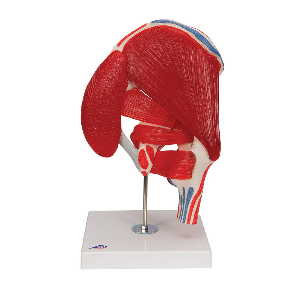 Hip Joint Model with Removable Muscles (7 part)