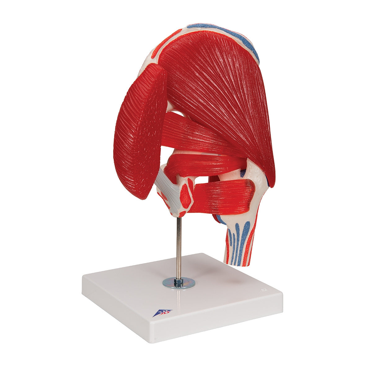 Hip Joint Model with Removable Muscles (7 part)