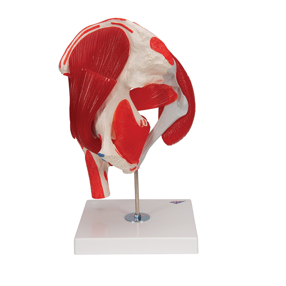 Hip Joint Model with Removable Muscles (7 part)