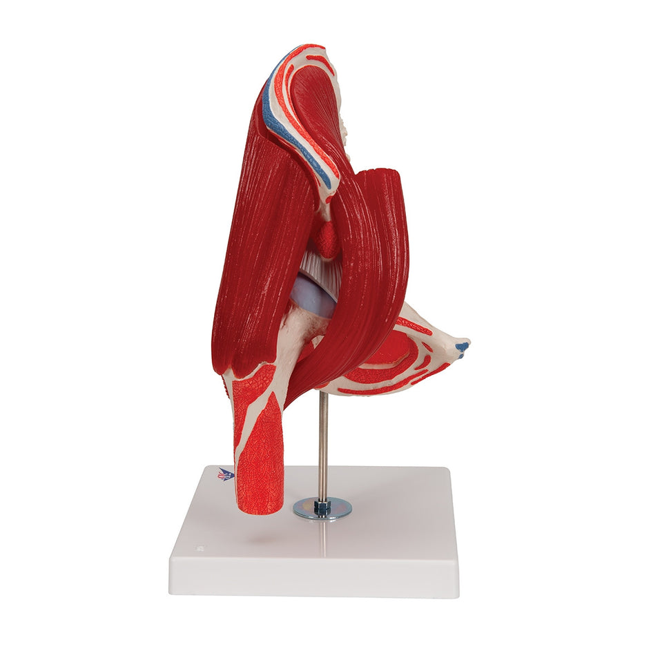 Hip Joint Model with Removable Muscles (7 part)