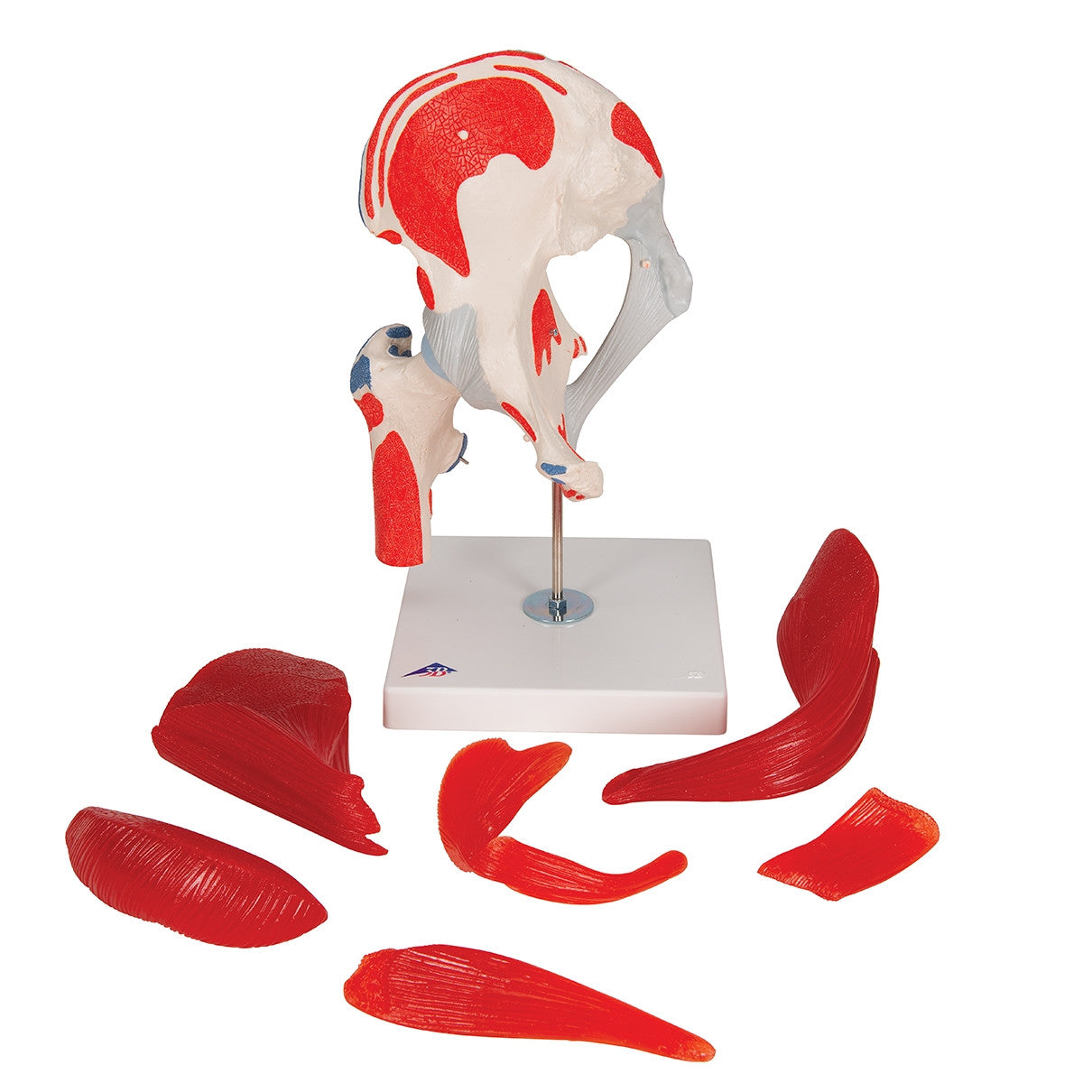 Hip Joint Model with Removable Muscles (7 part)