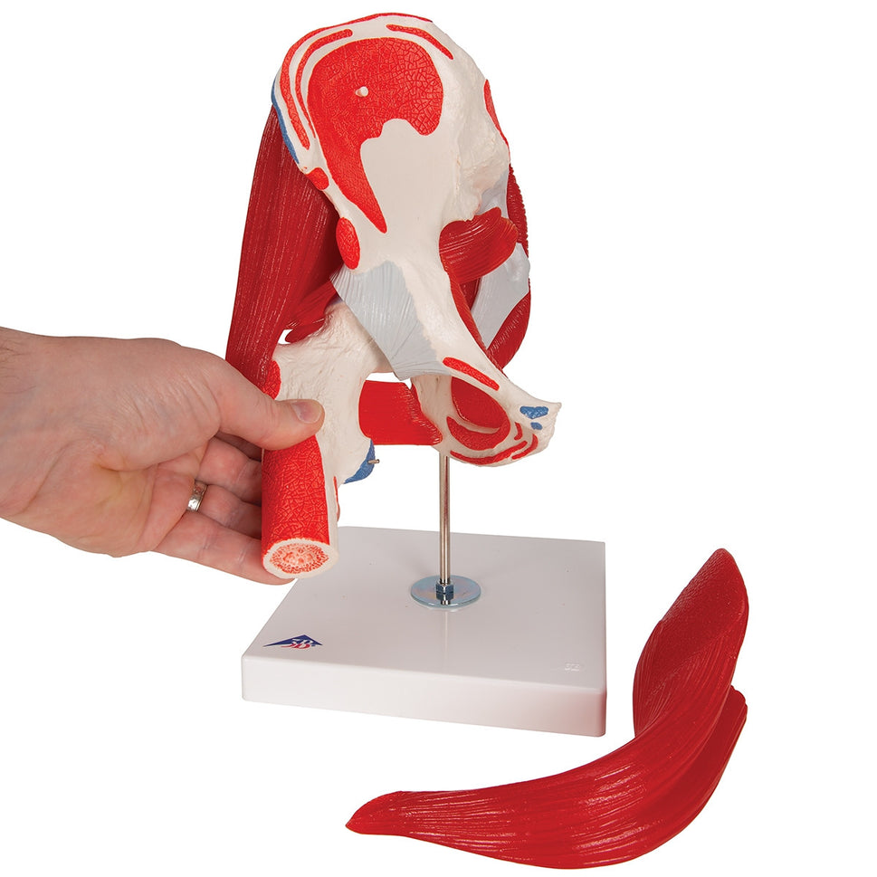 Hip Joint Model with Removable Muscles (7 part)