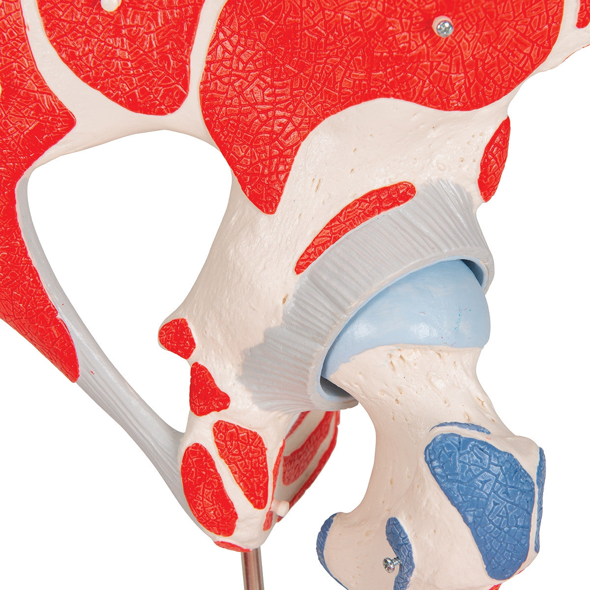 Hip Joint Model with Removable Muscles (7 part)