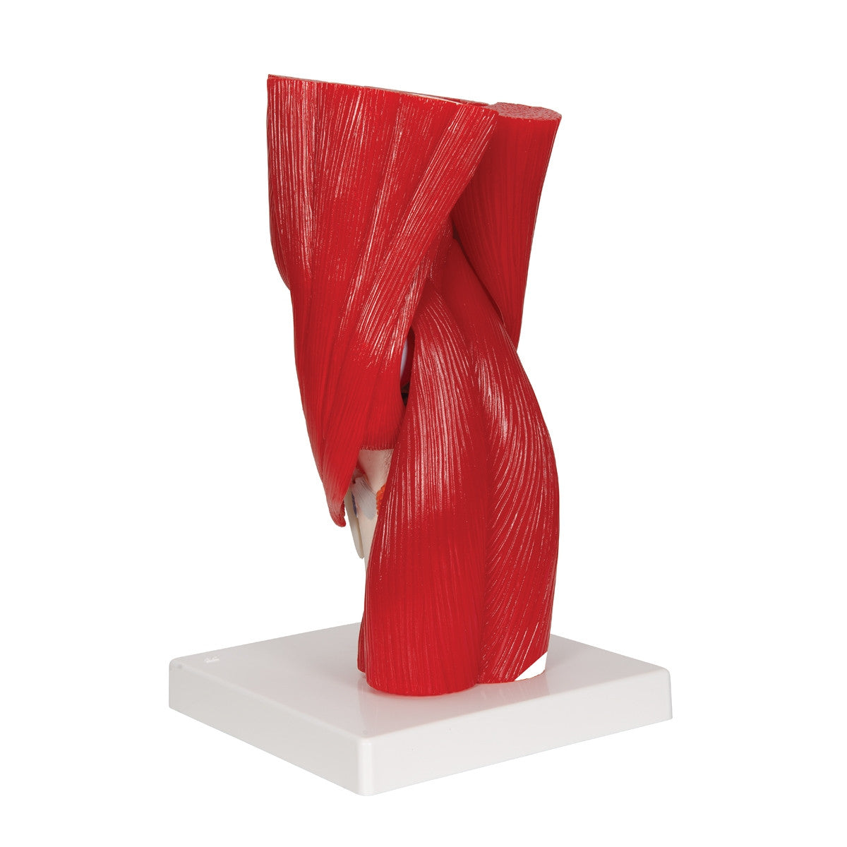 Knee Joint Model with Removable Muscles (12 part)