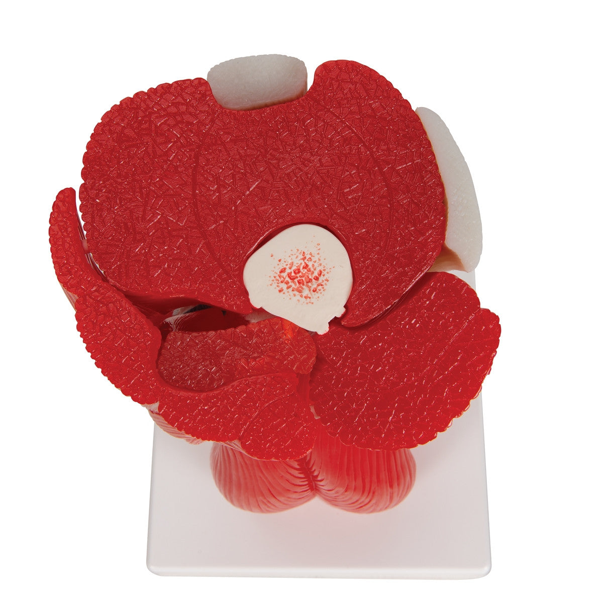 Knee Joint Model with Removable Muscles (12 part)