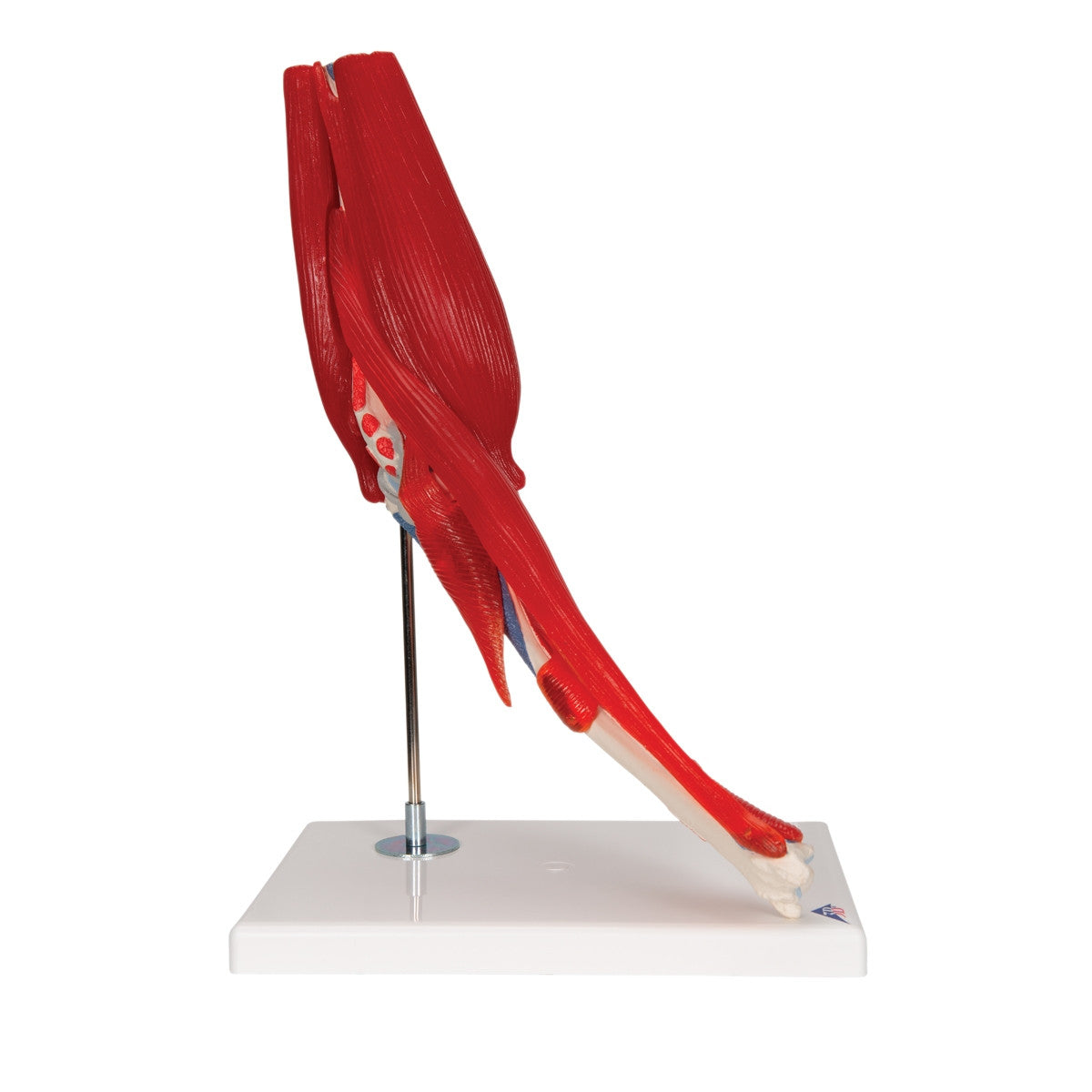 Elbow Joint Model with Removable Muscles (8 part)