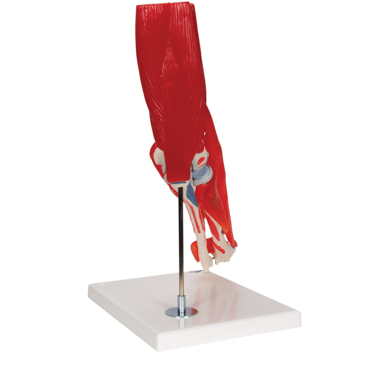 Elbow Joint Model with Removable Muscles (8 part)