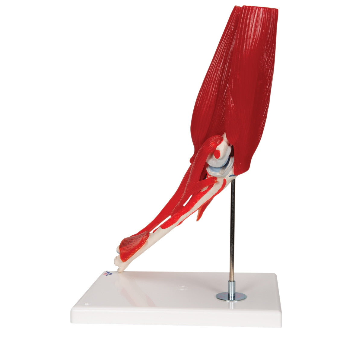 Elbow Joint Model with Removable Muscles (8 part)