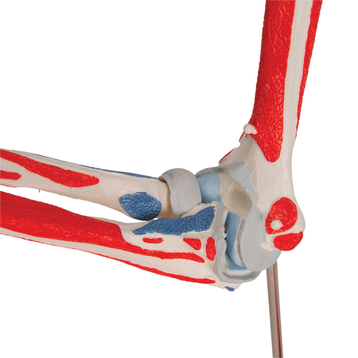 Elbow Joint Model with Removable Muscles (8 part)