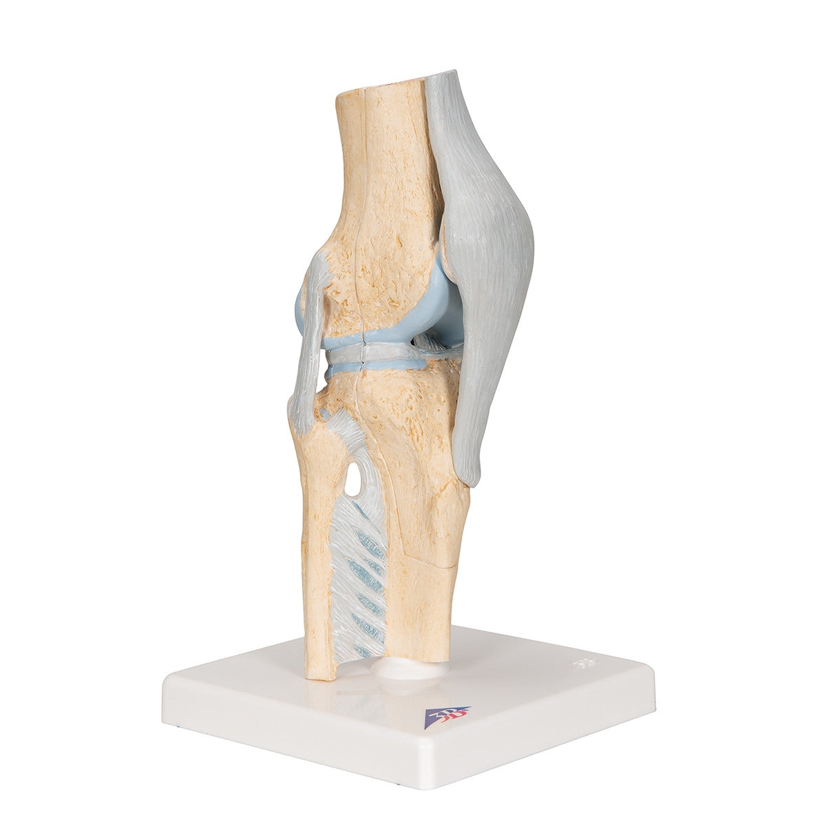 Knee Section Model (3 part)