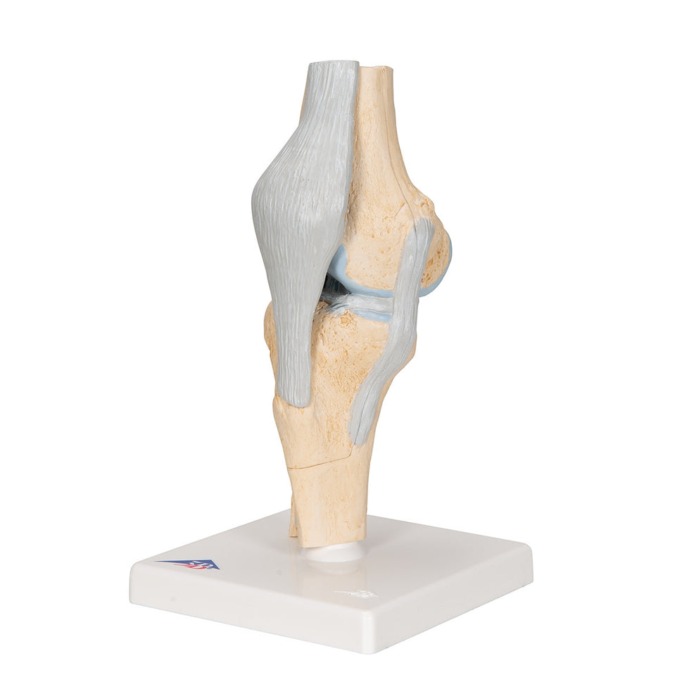 Knee Section Model (3 part)