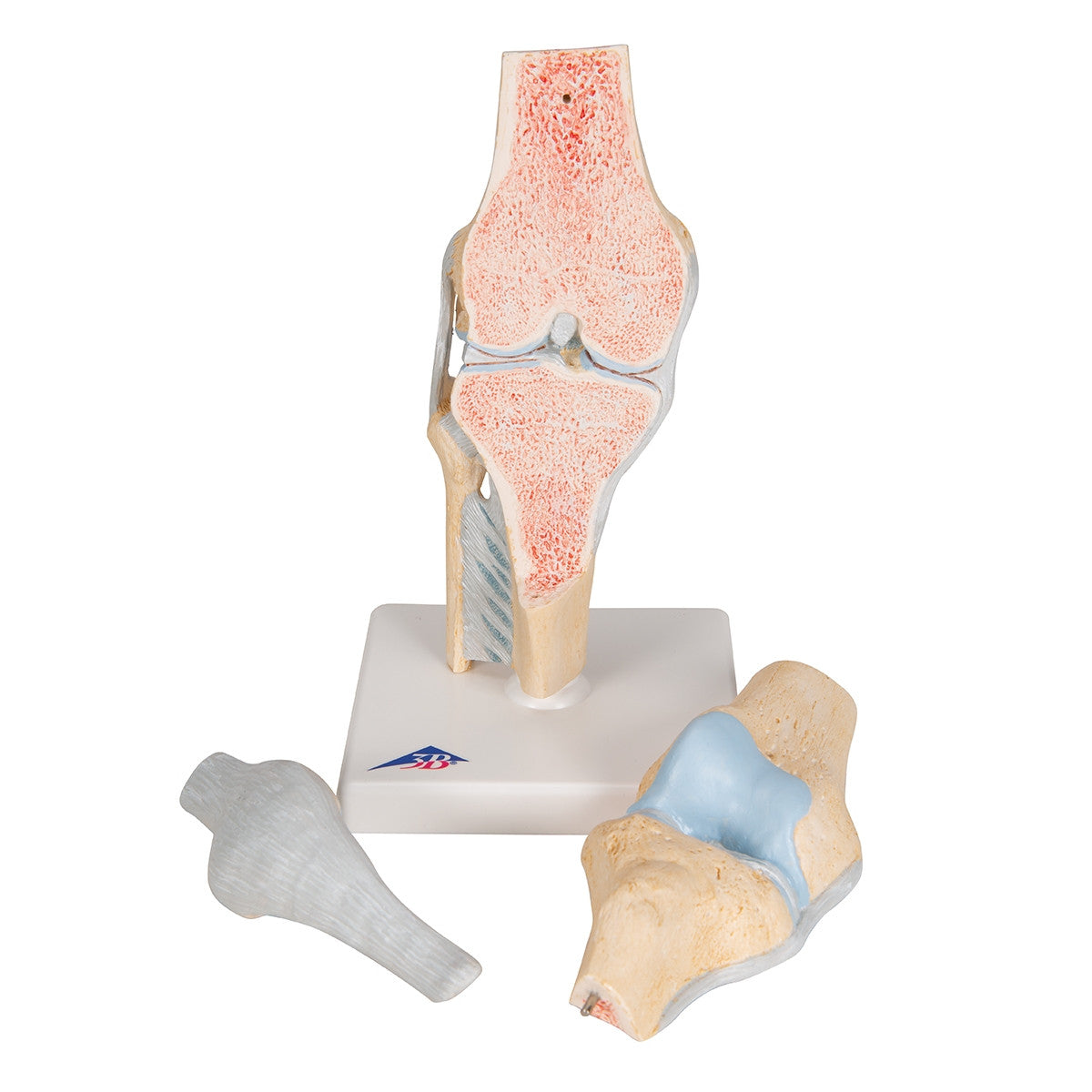 Knee Section Model (3 part)