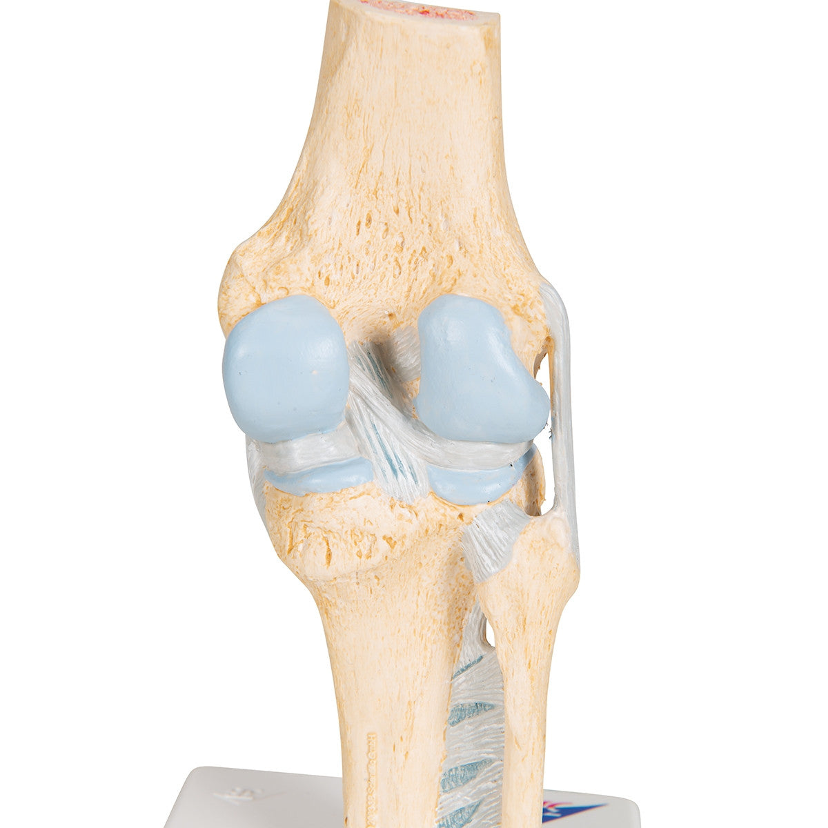 Knee Section Model (3 part)
