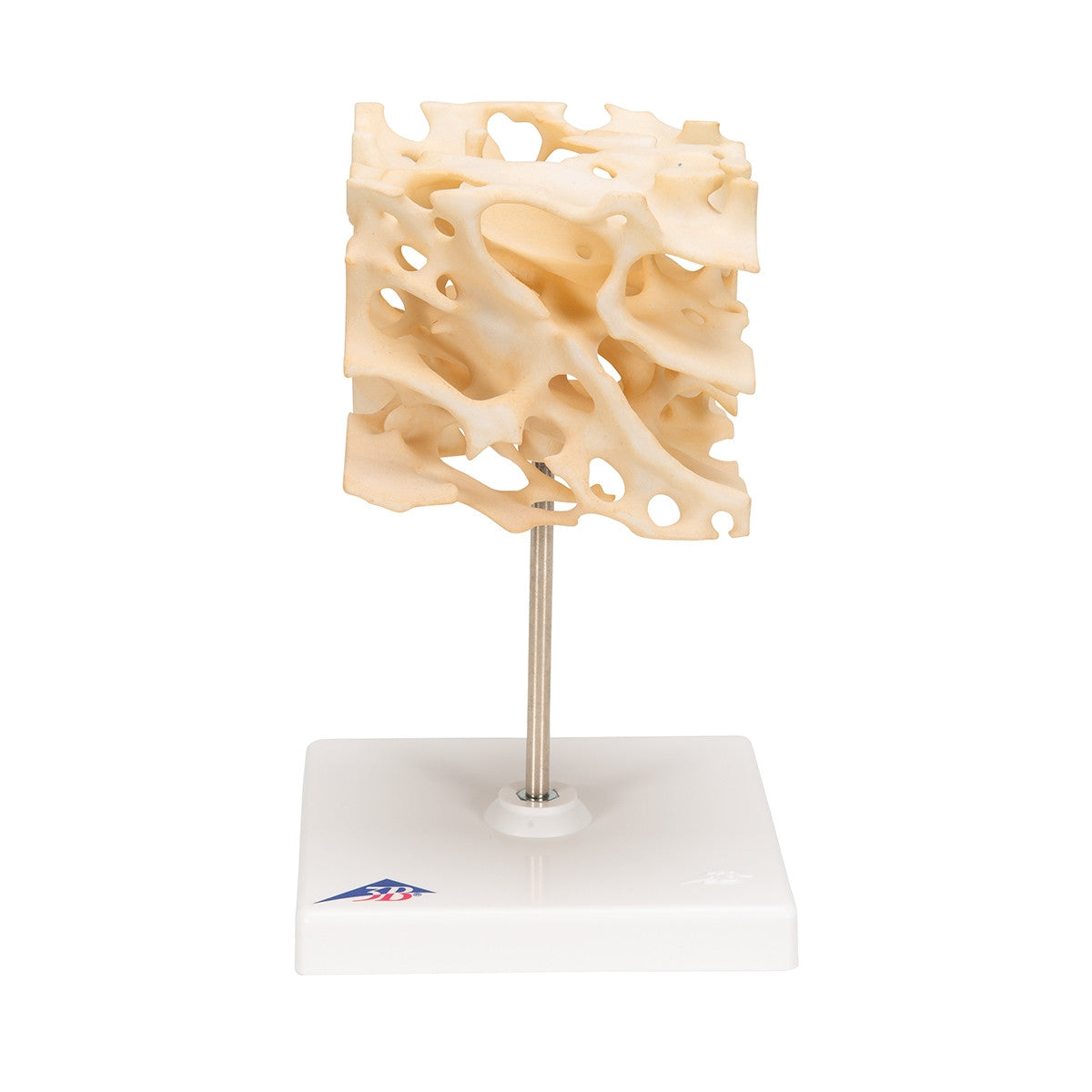 Cancellous Bone Model (x 100 enlarged)