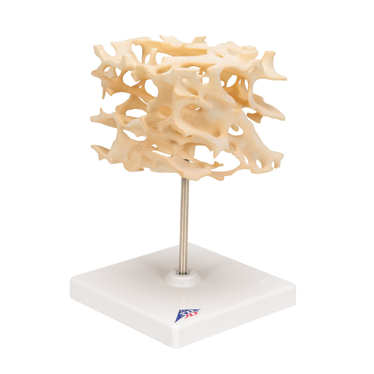 Cancellous Bone Model (x 100 enlarged)