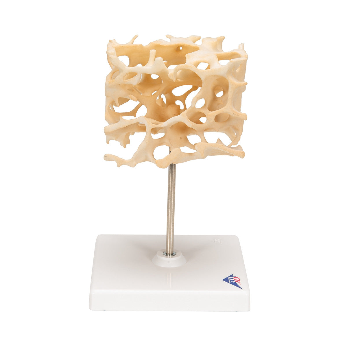 Cancellous Bone Model (x 100 enlarged)
