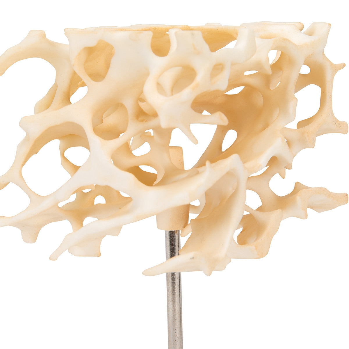 Cancellous Bone Model (x 100 enlarged)