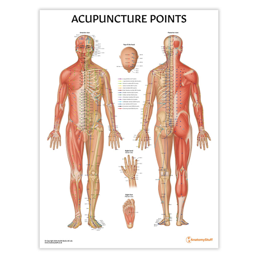 Acupuncture Points Chart / Poster
