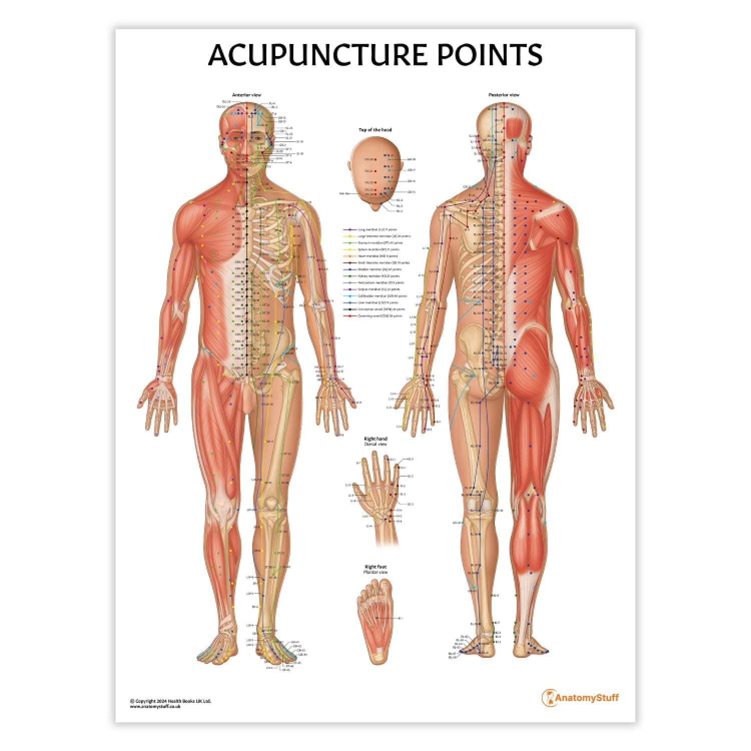 Acupuncture Points Chart / Poster - Part of Collection