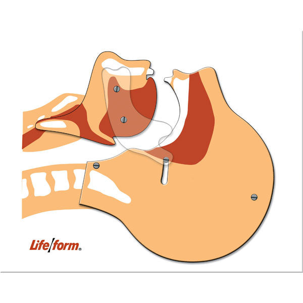 Airway Simulation Board