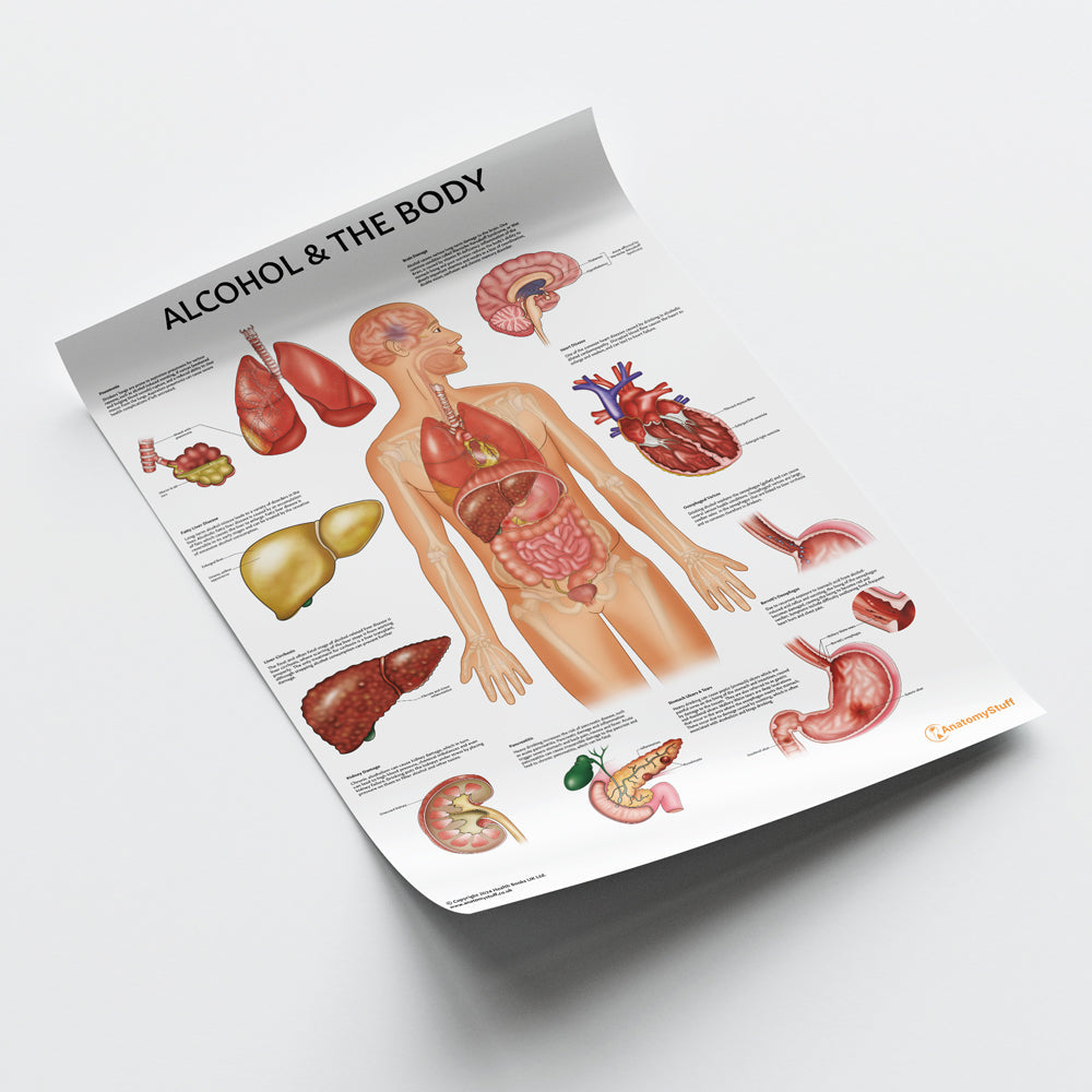Alcohol and The Body Chart / Poster - Part of Collection