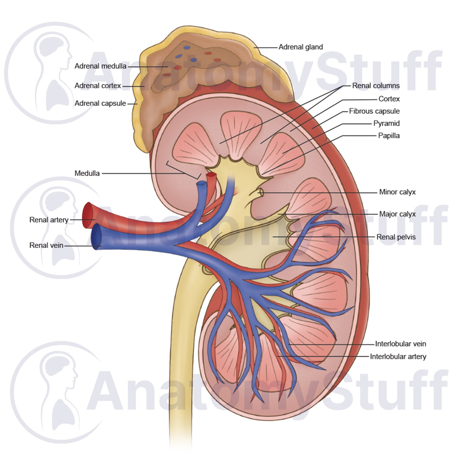 Kidney Cross Section Illustration