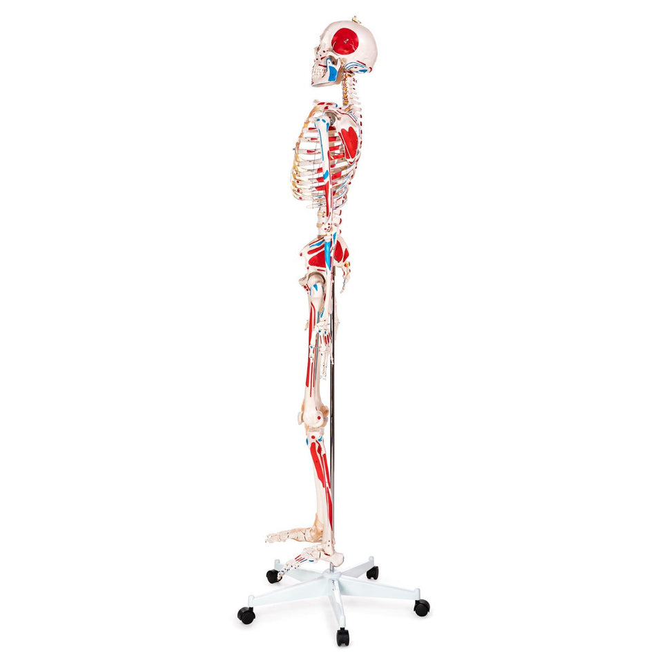 Budget Skeleton Model with Muscles and Ligaments