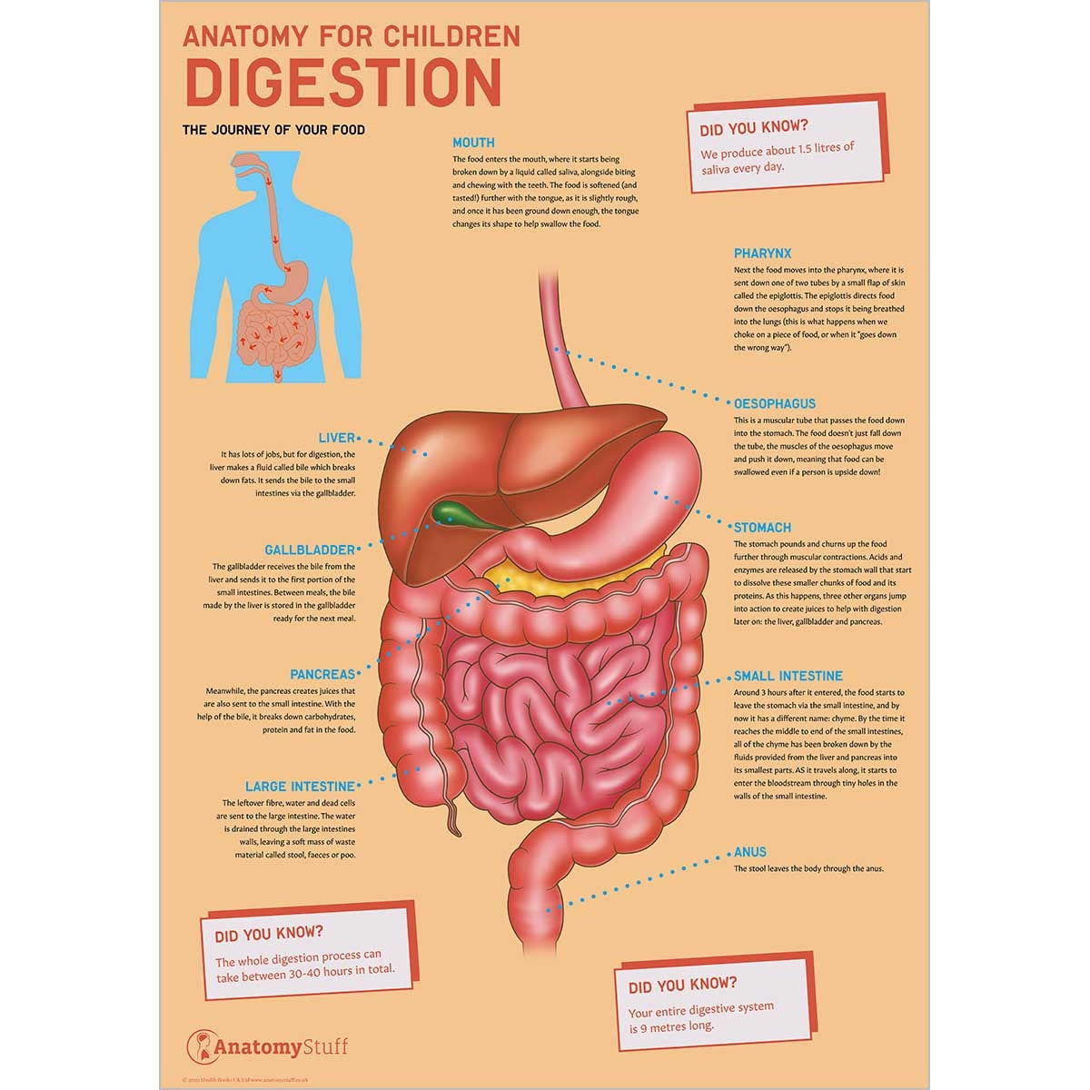 Anatomy of Digestive System for Children