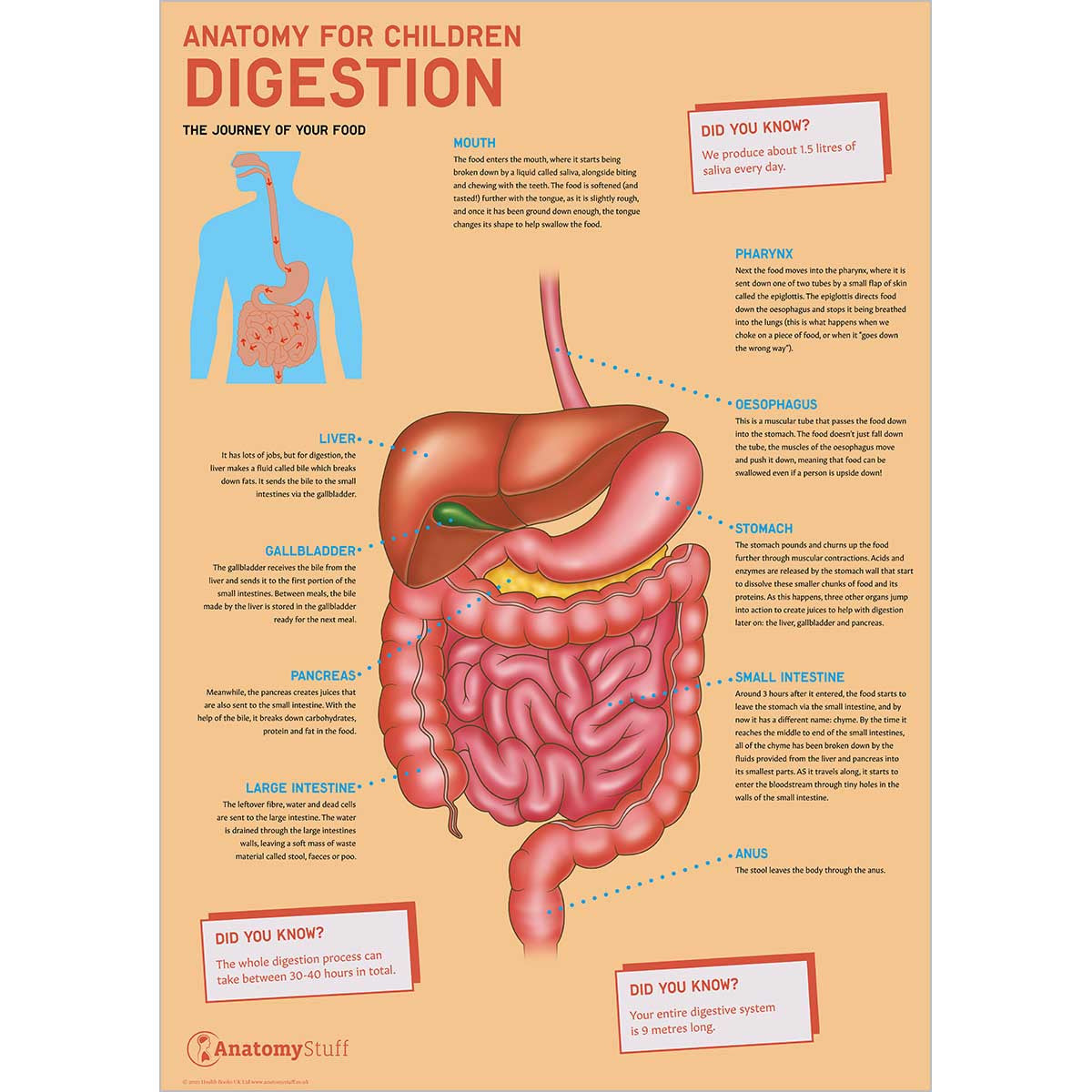 Anatomy for Children Digestion Poster