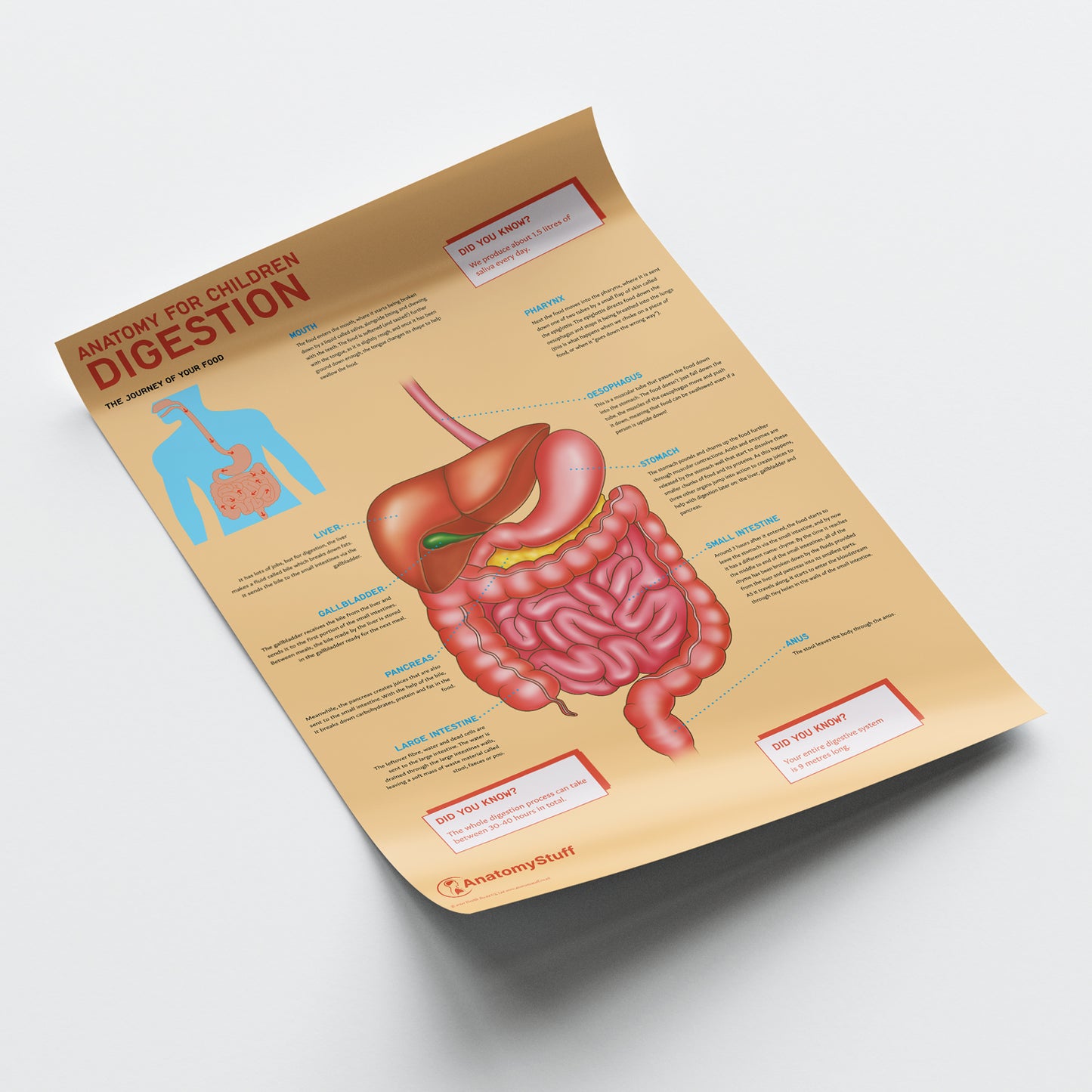 Anatomy for Children: Digestion Chart / Poster