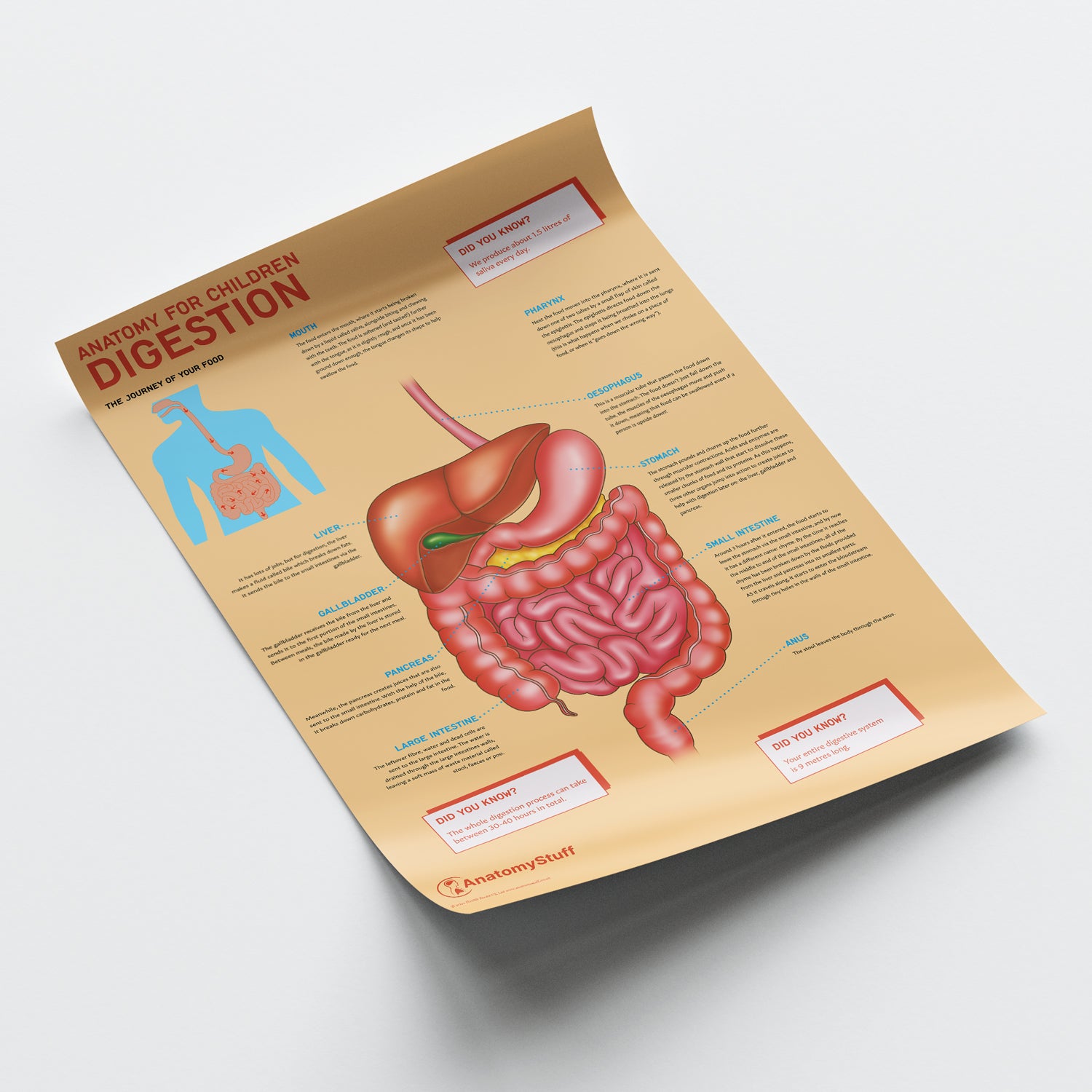 Anatomy for Children: Digestion Chart / Poster