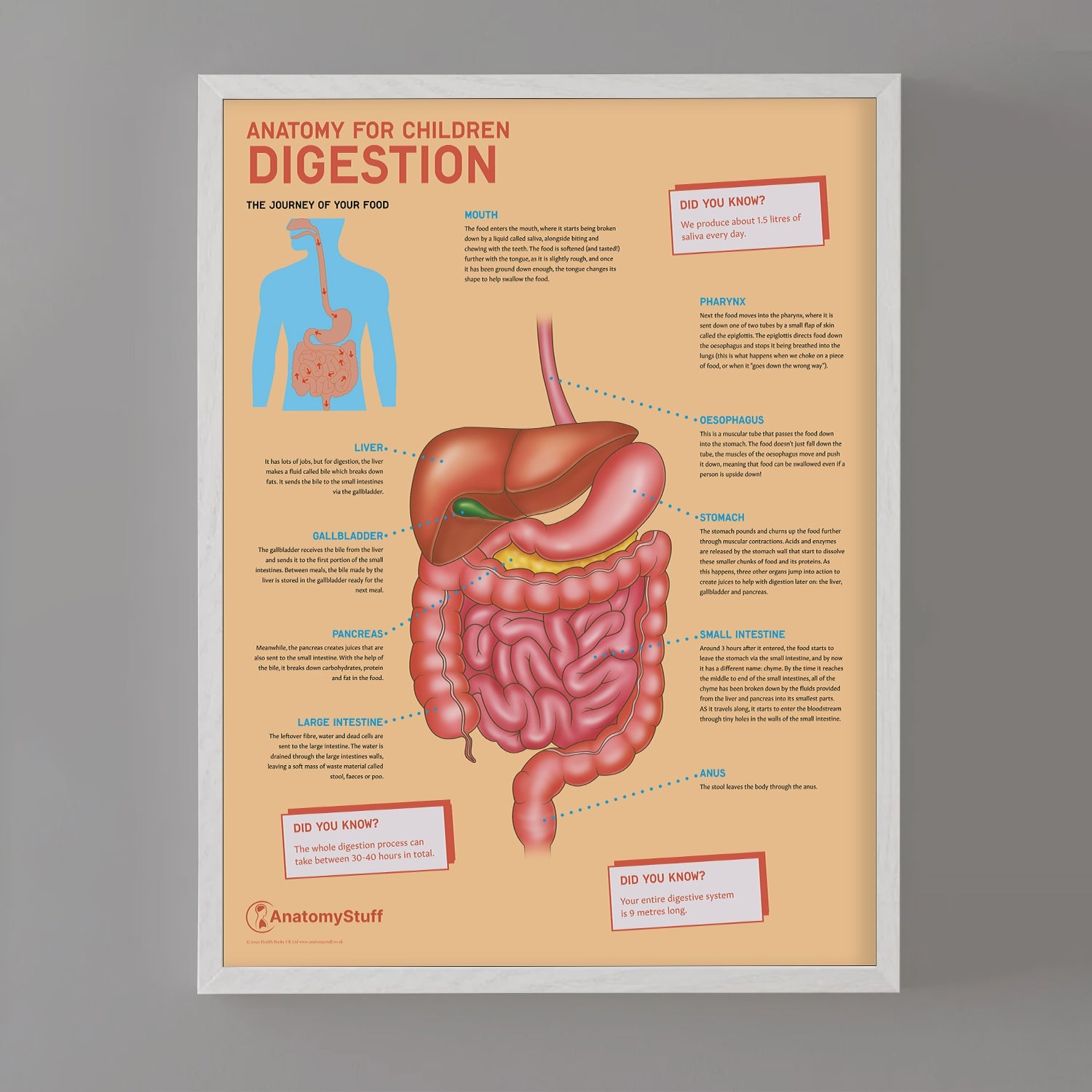 Anatomy for Children: Digestion Chart / Poster - Part of Collection