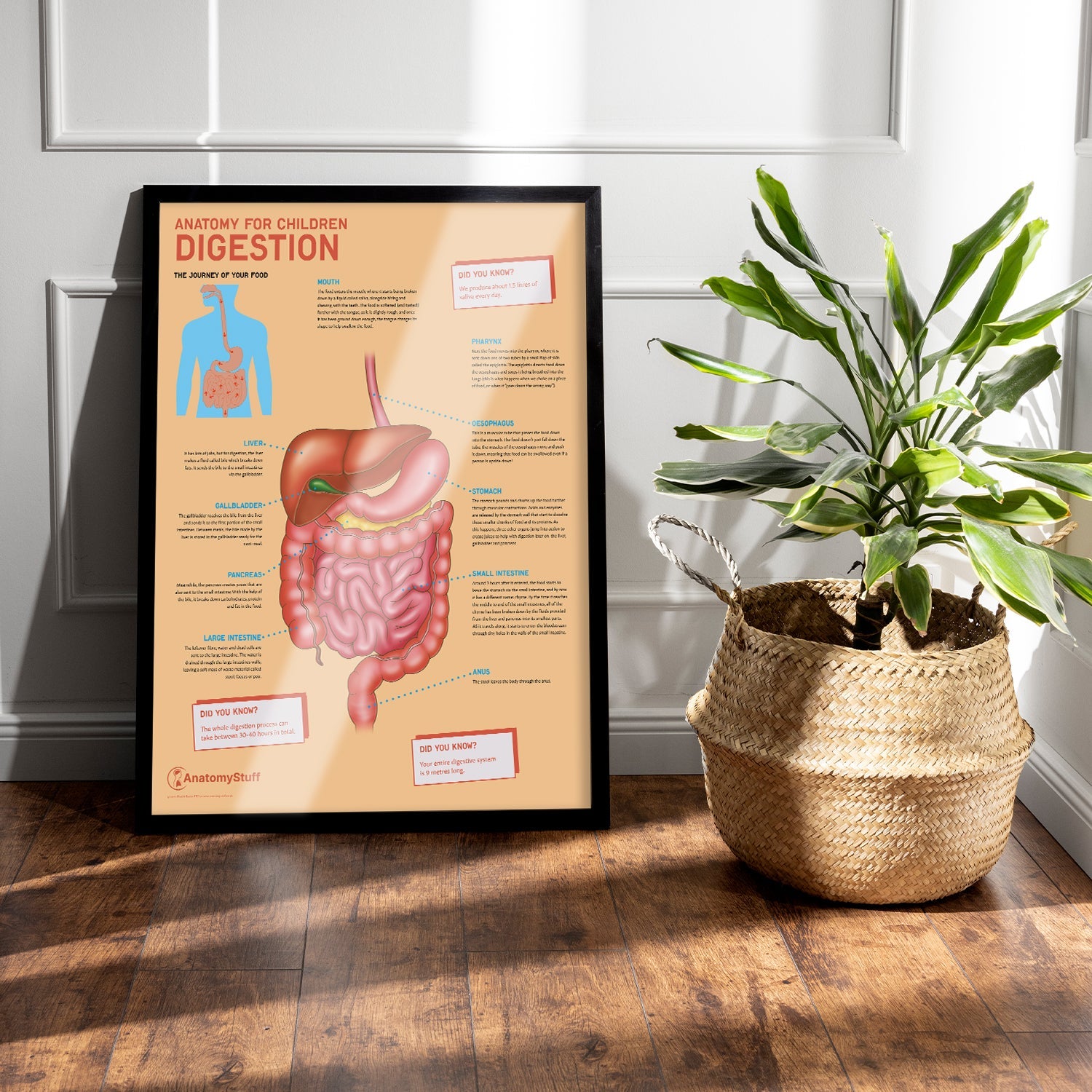 Anatomy for Children: Digestion Chart / Poster - Part of Collection