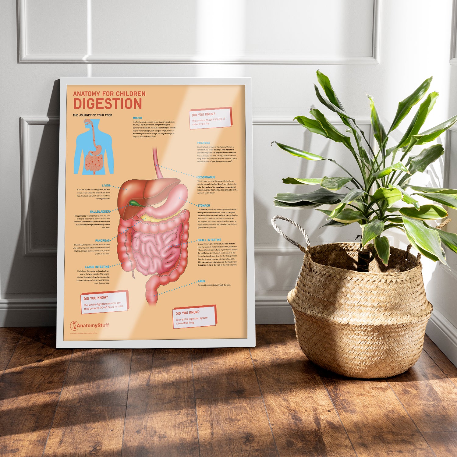 Anatomy for Children: Digestion Chart / Poster