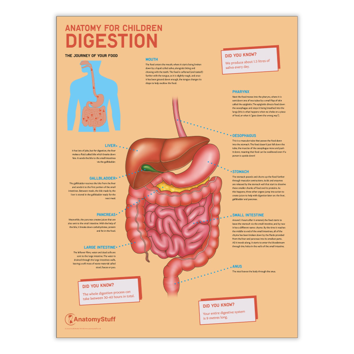 Anatomy for Children: Digestion Chart / Poster