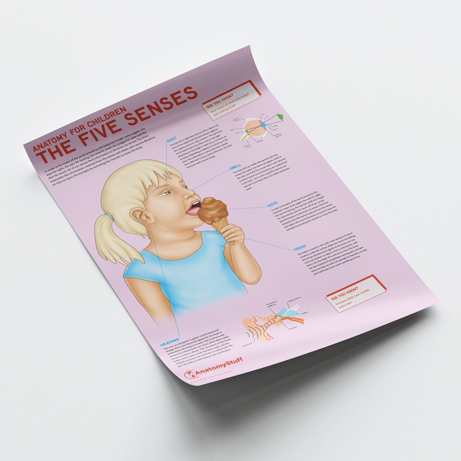Anatomy for Children: The Five Senses Chart / Poster