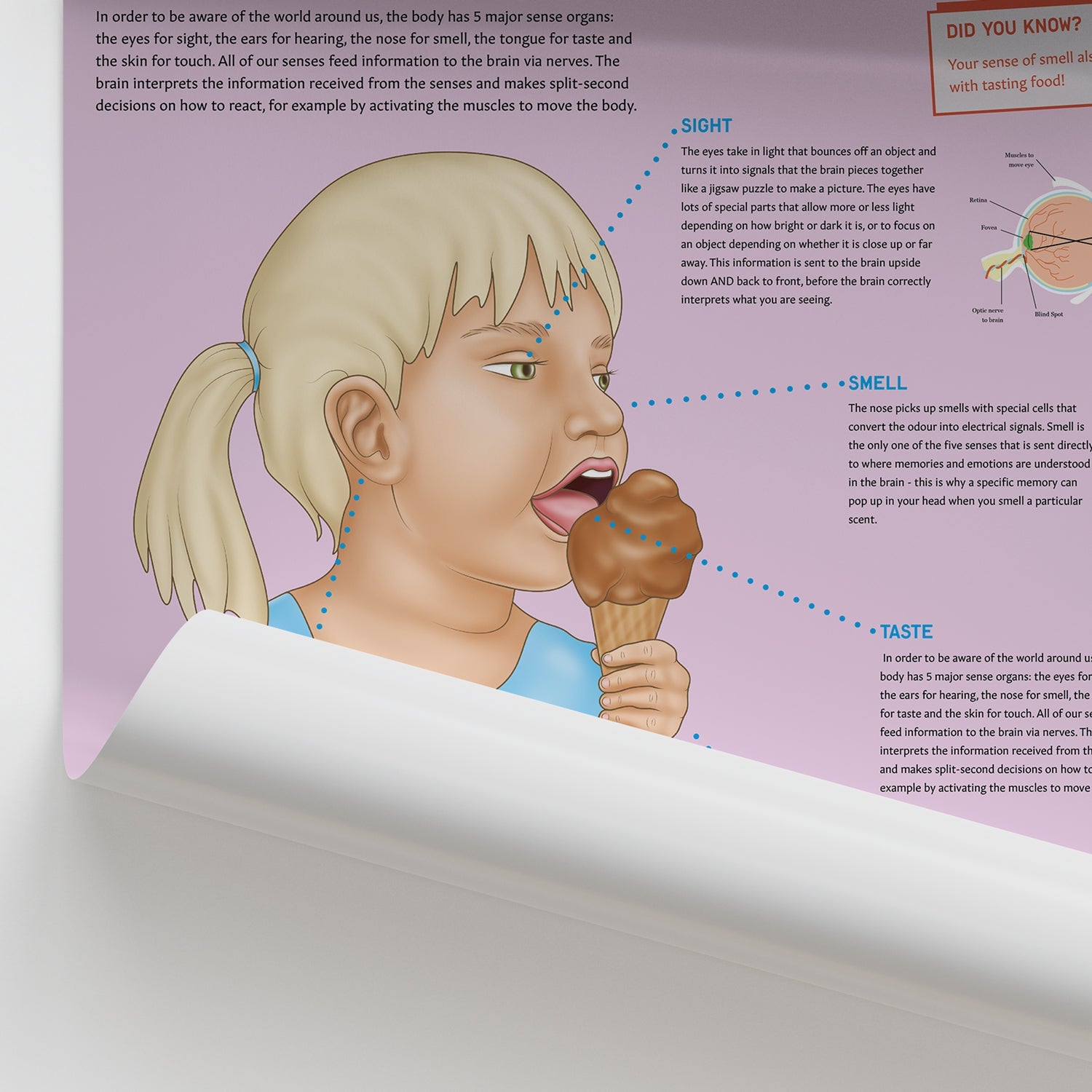Anatomy for Children: The Five Senses Chart / Poster - Part of Collection