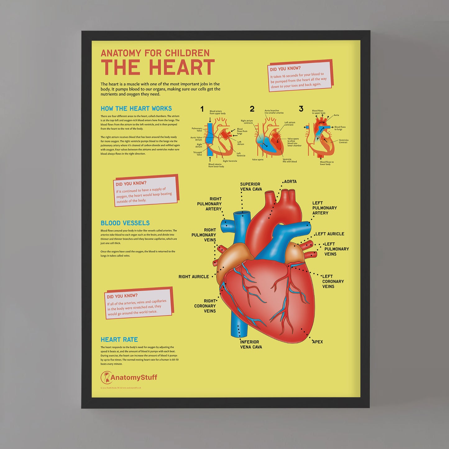 Anatomy for Children: The Heart Chart / Poster