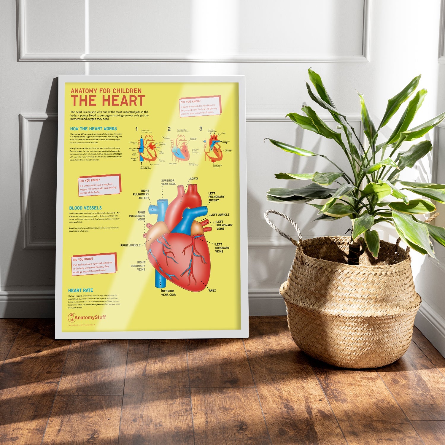 Anatomy for Children: The Heart Chart / Poster - Part of Collection