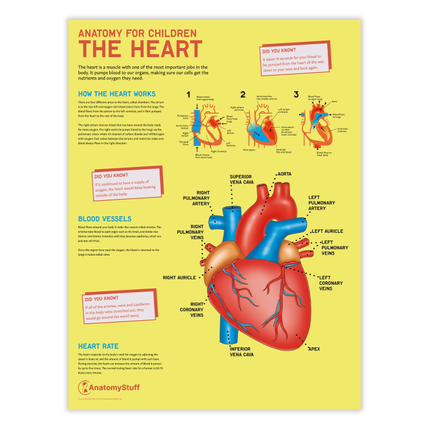 Anatomy for Children: The Heart Chart / Poster - Part of Collection