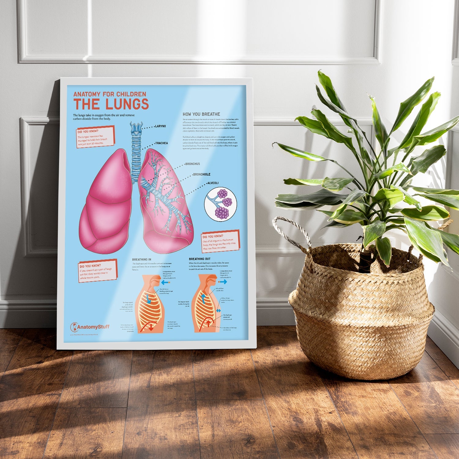 Anatomy for Children: The Lungs Chart / Poster - Part of Collection