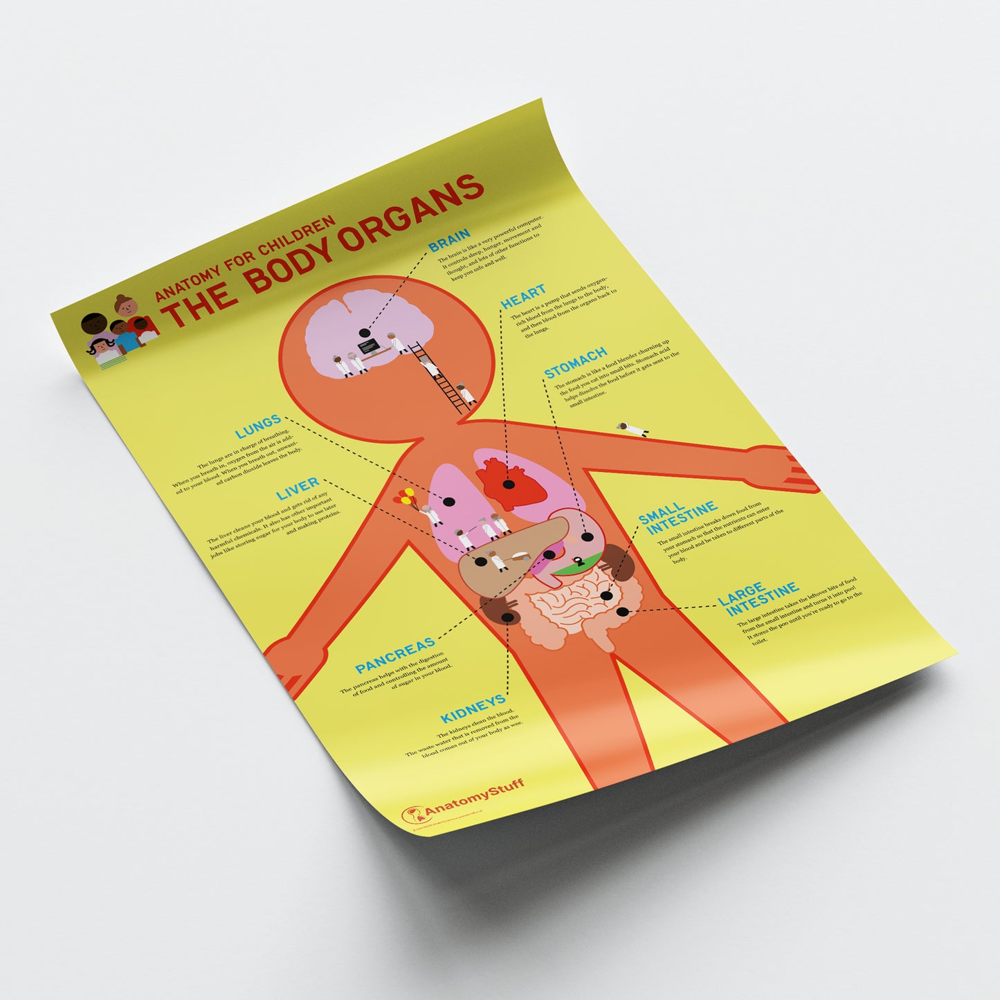 Anatomy for Children: The Body Organs Chart / Poster