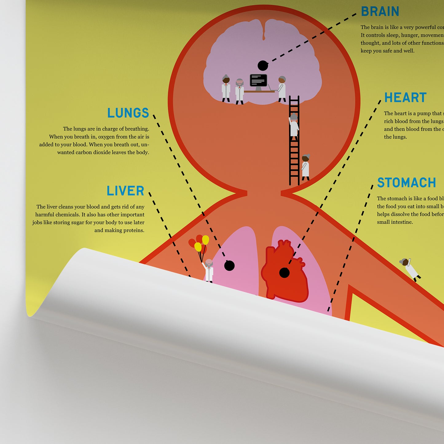 Anatomy for Children: The Body Organs Chart / Poster