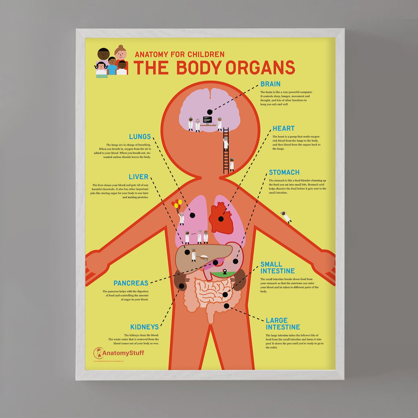 Anatomy for Children: The Body Organs Chart / Poster