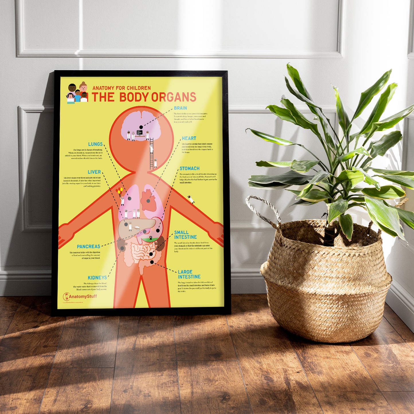Anatomy for Children: The Body Organs Chart / Poster