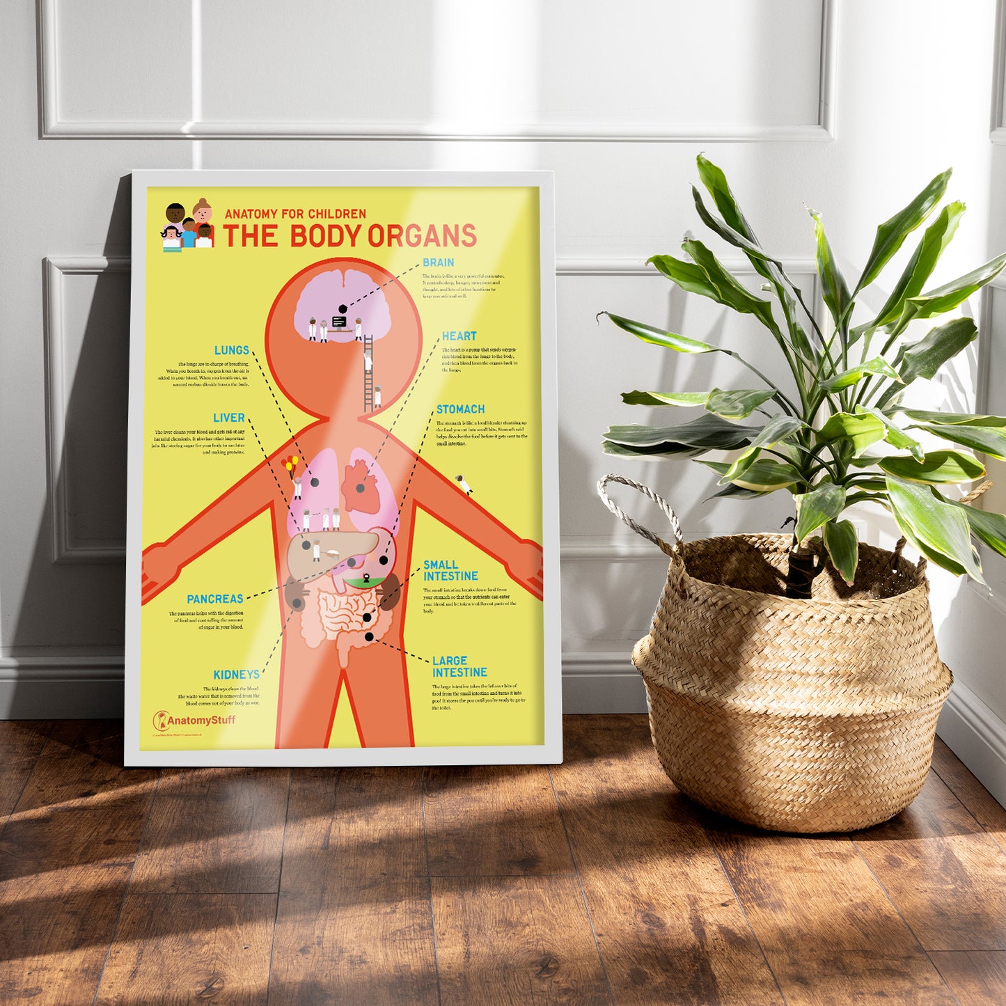 Anatomy for Children: The Body Organs Chart / Poster