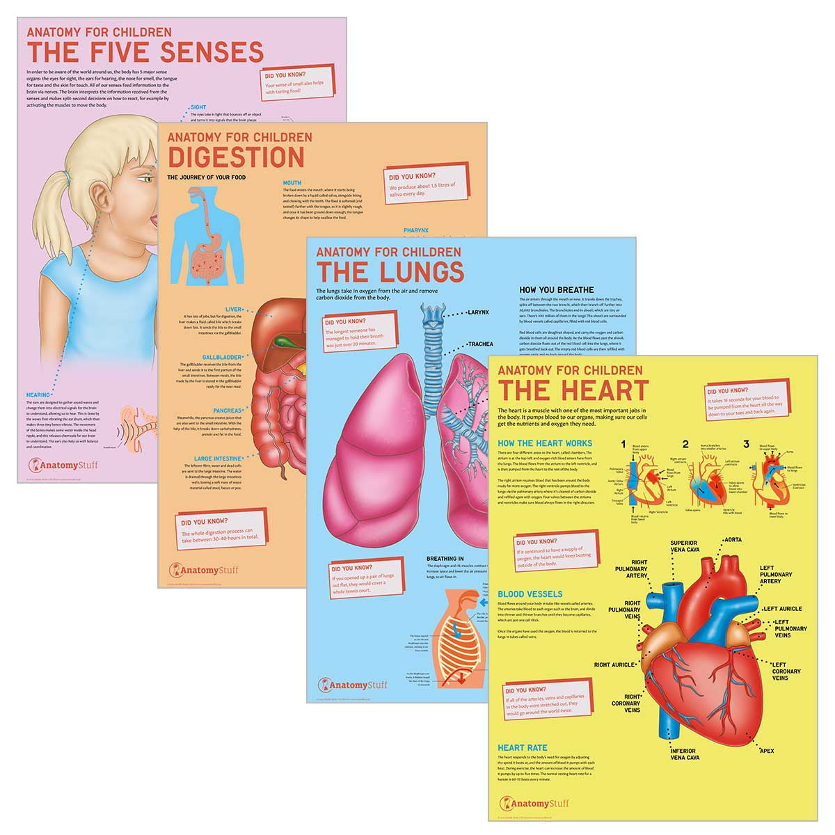 Anatomy for Children 4 Poster Collection Laminated