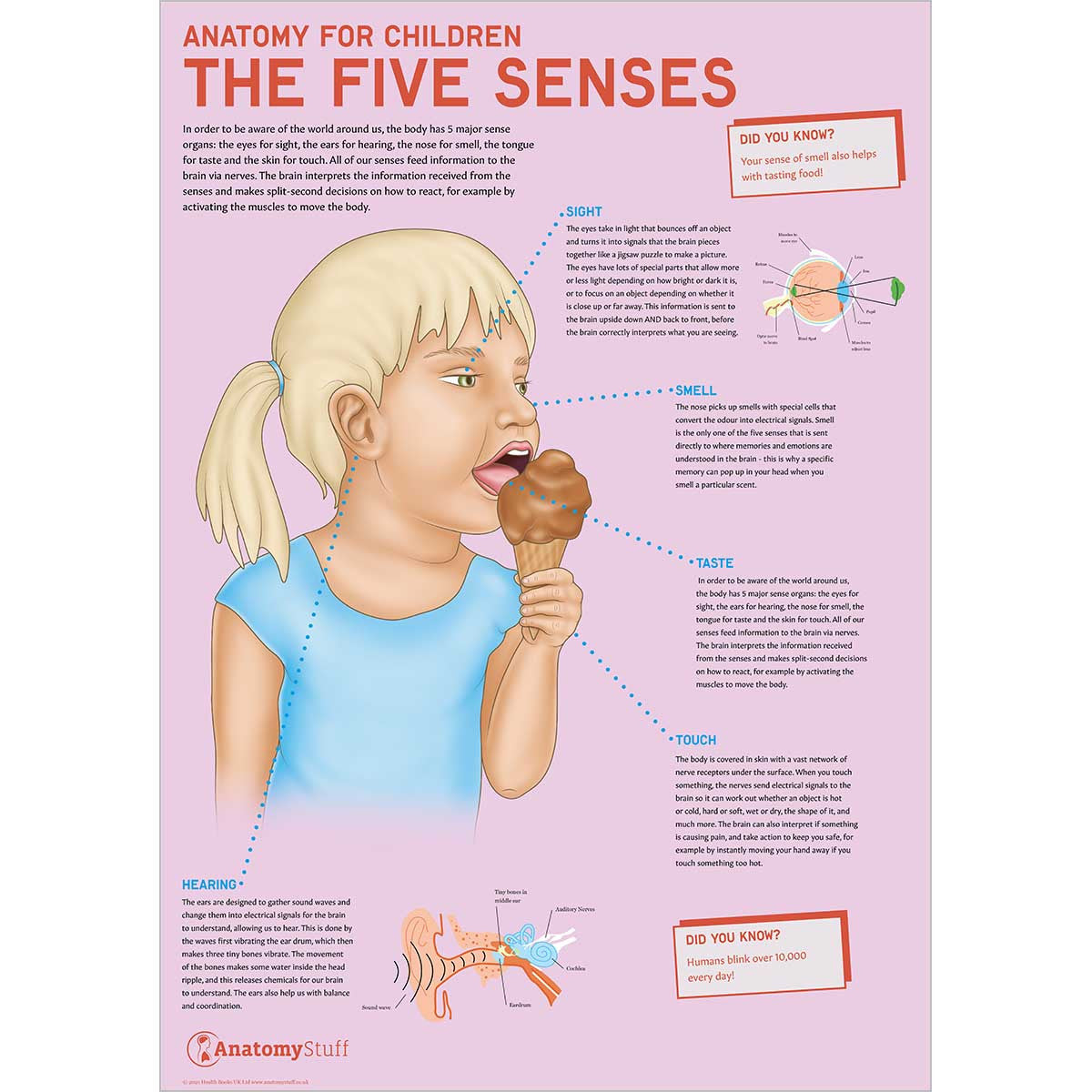 Anatomy for Children 4 Poster Collection