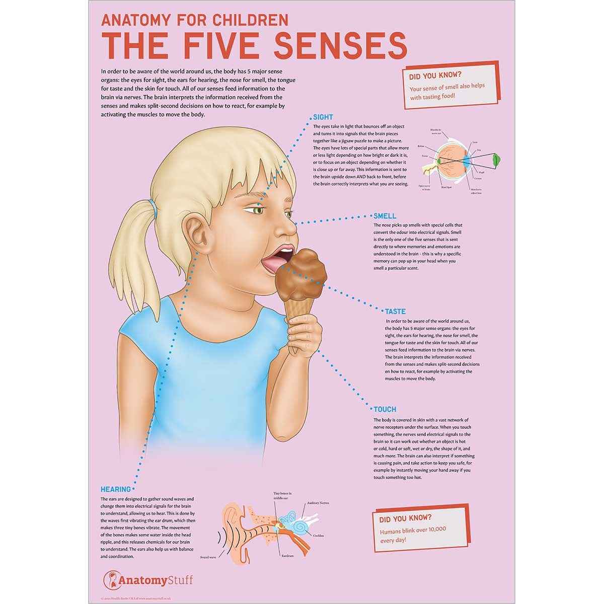 The Five Senses Anatomy for Children